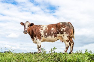 Bir tarlada ineklerin çift amacı, yeşil çimlerin üzerinde durmak, bir çayır, süt ve et dana ineği, bir arka plan olarak bulutlu mavi gökyüzü.