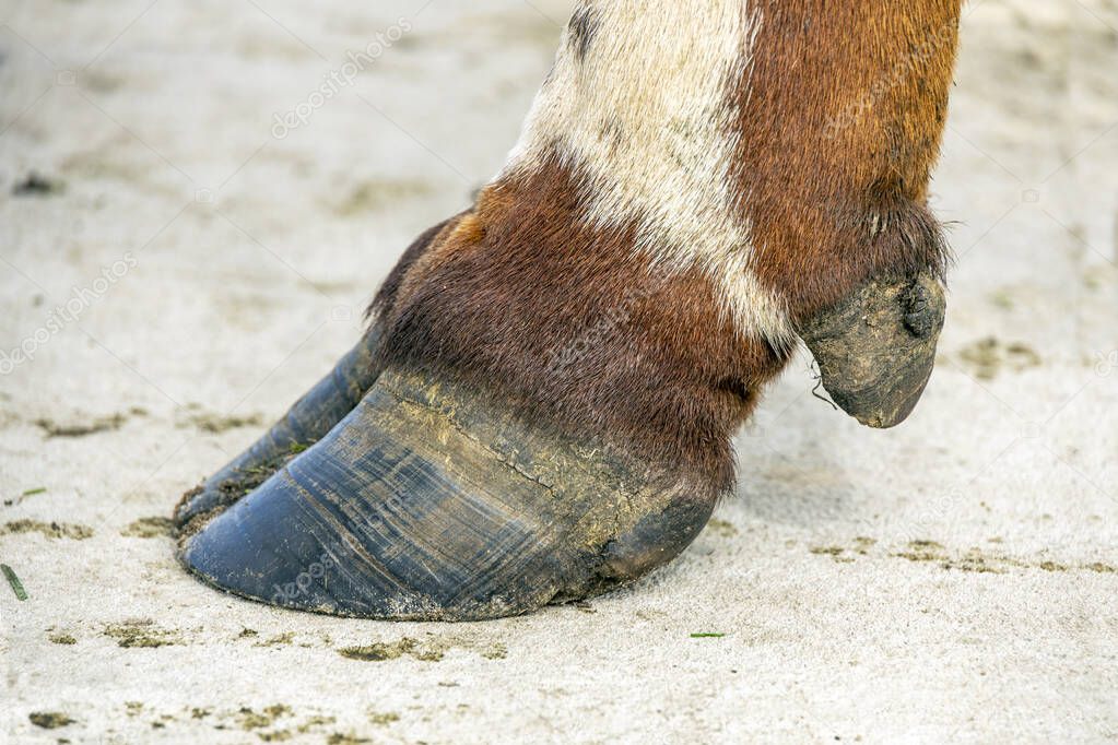 Hoof of a cow close up standing on a concrete path, black nail, brown and white coat
