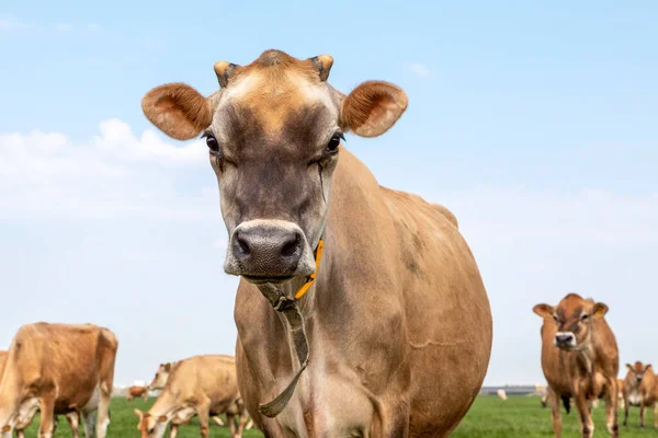 Cute Jersey Krowa Headshot Patrząc Niewinny Zielonym Pastwisku Tle Stado — Zdjęcie stockowe
