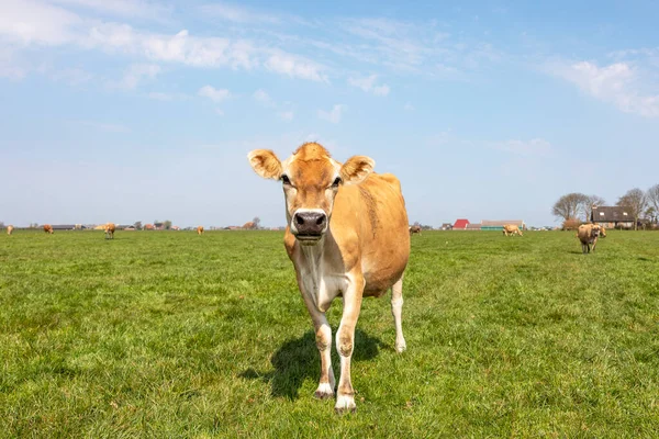 Vache Jersey Nez Noir Joli Visage Calme Vaches Arrière Plan — Photo