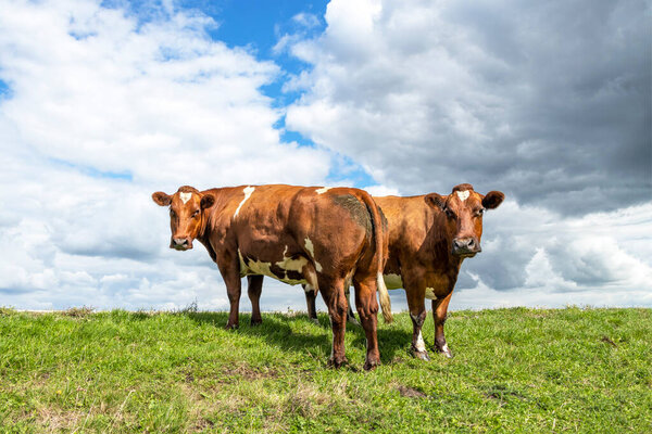 Two beef cows, meat and dairy cattle, dual purpose looking side by side, one cow from behind and one front in a pasture