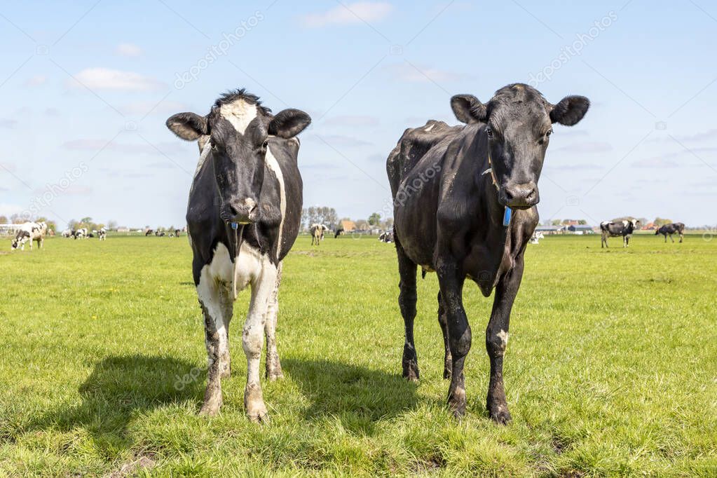 Two young cows, standing in a pasture under a blue sky and a faraway straight horizon.