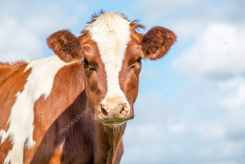 Cow portrait, a cute and calm red bovine, with white blaze, pink nose and friendly and calm expression, adorable furry