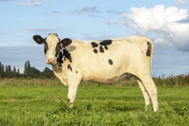 Siyah ve beyaz inek, genç, çayır yeşil çimlerin üzerinde, Hollanda 'da çayır, ve mavi gökyüzü.