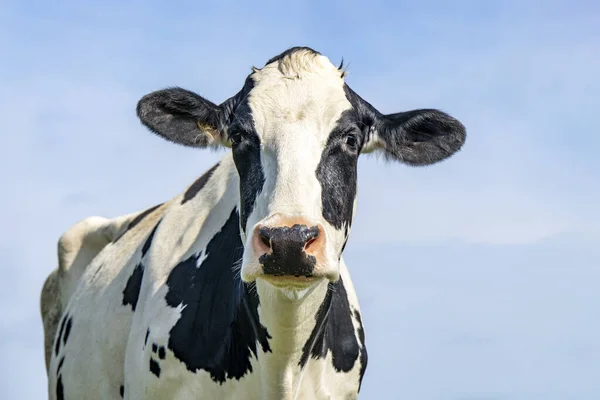 Vista Frontal Cabeza Vaca Retrato Bovino Tranquilo Aspecto Amistoso Plano — Foto de Stock