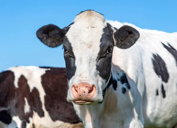 Cow Tough Cheeky Black White Calm Friendly Looking Pink Nose — Stock Photo, Image