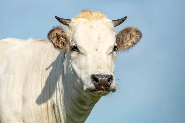 White cow head, cute looking, black nose and horns, headshot front view and a soft blue background