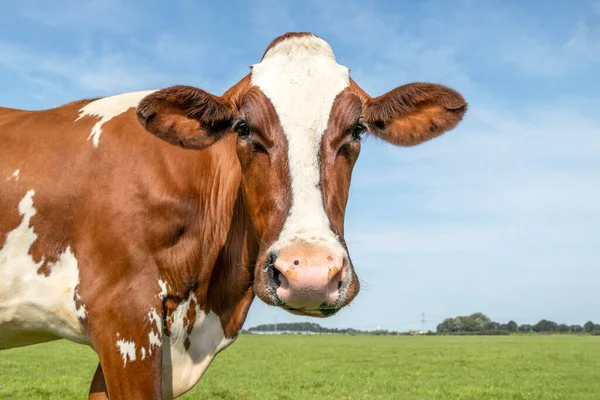 Cabeza Vaca Descarada Tonta Amigable Pie Prado Bajo Cielo Azul — Foto de Stock