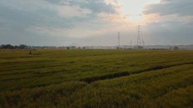 Gün batımında yeşil pirinç tarlasında yeni inşa edilmiş bir elektrik iletim kulesinin hava aracı görüntüsü.