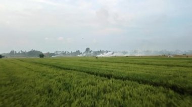 Top adasındaki dumanlı pirinç tarlalarının sarı ve yeşil renklerinin videosu İHA 'dan havalandı.