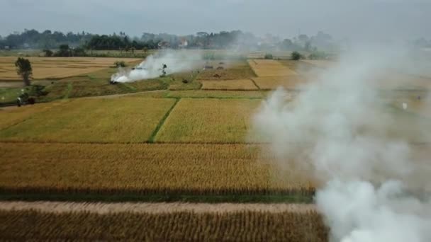 从无人驾驶飞机的空中拍摄的云雾缭绕的稻田黄色和绿色的视频 — 图库视频影像