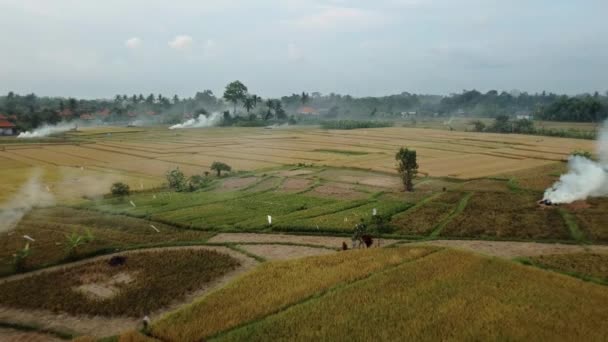 Video Smoky Rice Fields Yellow Green Colors Ball Island Air — Stock Video