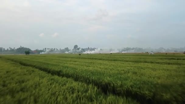 Vídeo Campos Arroz Fumegante Cores Amarelas Verdes Ilha Bola Partir — Vídeo de Stock