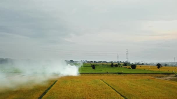 Wideo Zadymionych Pól Ryżowych Żółto Zielone Kolory Wyspie Kuli Powietrza — Wideo stockowe