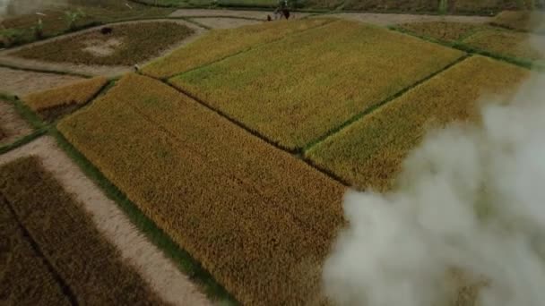 Видео Дымящихся Рисовых Полей Желтого Зеленого Цветов Острове Мяч Воздуха — стоковое видео