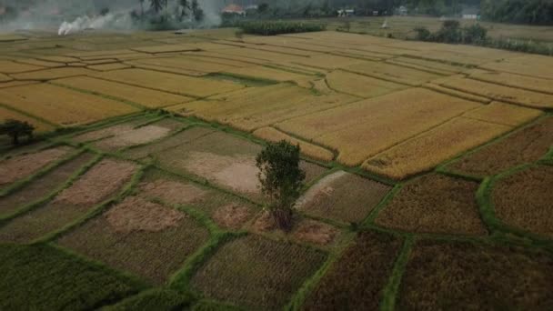 Vídeo Campos Arroz Fumegante Cores Amarelas Verdes Ilha Bola Partir — Vídeo de Stock