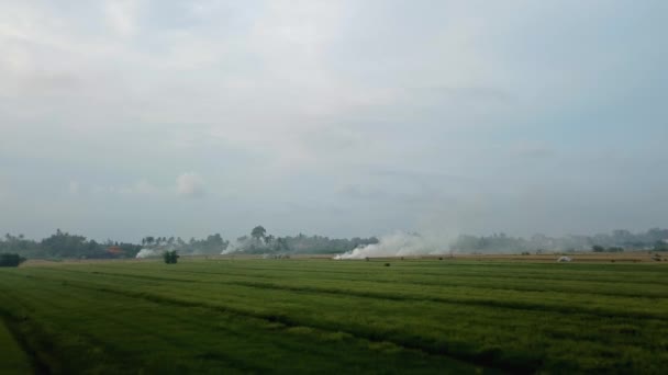 Video Van Rokerige Rijstvelden Gele Groene Kleuren Het Bal Eiland — Stockvideo