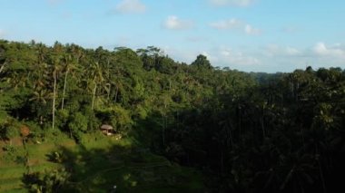 4k drone stok görüntüsü. Bali adasındaki bir palmiye ormanının merkezindeki pirinç tarlasının en üst görüntüsü.