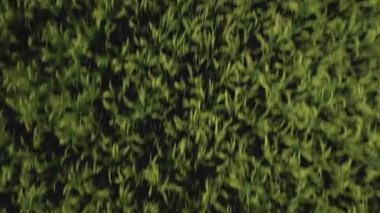 Yeşil pirinç tarlasında yeni inşa edilmiş bir elektrik iletim kulesinin hava aracı görüntüsü