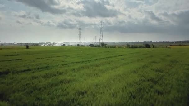 Yeşil Pirinç Tarlasında Yeni Inşa Edilmiş Bir Elektrik Iletim Kulesinin — Stok video