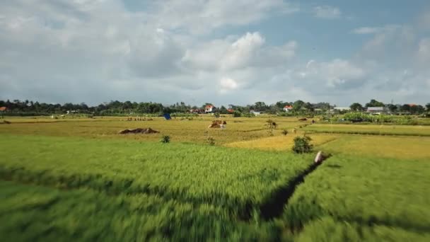 绿色稻田新建成的输电塔空中无人驾驶图像 — 图库视频影像