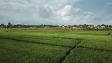 Yeşil pirinç tarlasında yeni inşa edilmiş bir elektrik iletim kulesinin hava aracı görüntüsü