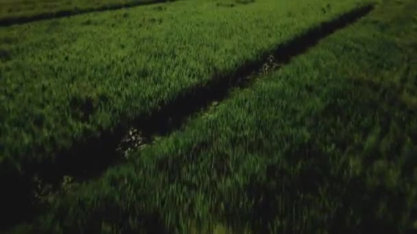 绿色稻田新建成的输电塔空中无人驾驶图像 — 图库视频影像
