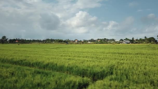 Luchtfoto Van Een Nieuw Gebouwde Elektrische Zendmast Een Groen Rijstveld — Stockvideo