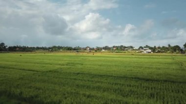 Yeşil pirinç tarlasında yeni inşa edilmiş bir elektrik iletim kulesinin hava aracı görüntüsü