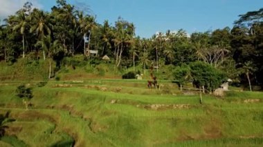 4k drone stok görüntüsü. Bali adasındaki bir palmiye ormanının merkezindeki pirinç tarlasının en üst görüntüsü.
