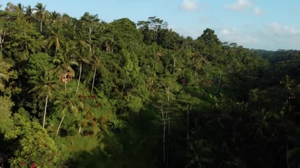 バリ島のヤシの森の中心にある田んぼの景色を一望できる4Kドローンストック映像 — ストック動画