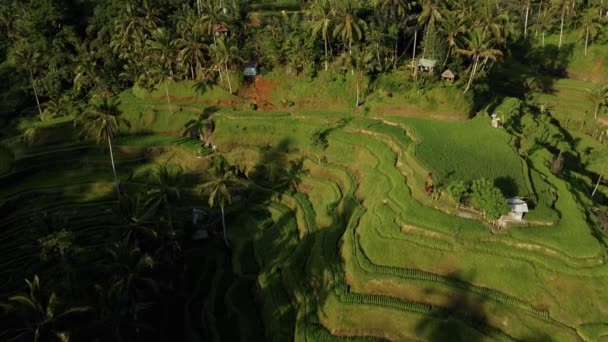 Drón Állomány Felvételek Top Kilátás Rizsföld Közepén Pálmafák Egy Bali — Stock videók