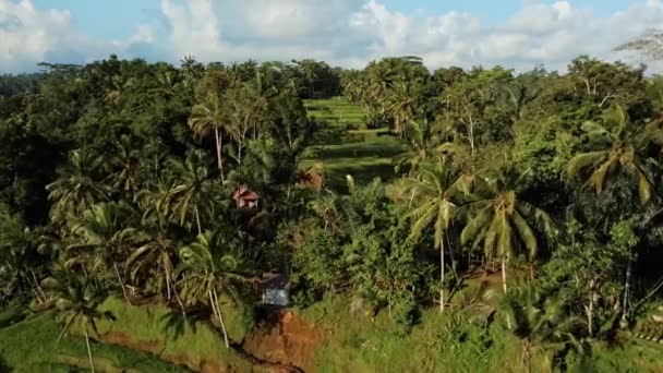Drón Állomány Felvételek Top Kilátás Rizsföld Közepén Pálmafák Egy Bali — Stock videók