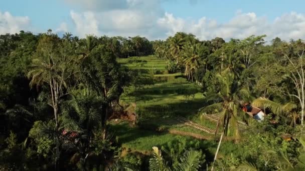 Безпілотні Кадри Видом Рисове Поле Центрі Пальмового Лісу Острові Балі — стокове відео