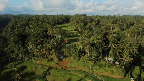 Imagens Estoque Drone Com Vista Superior Campo Arroz Centro Floresta — Vídeo de Stock