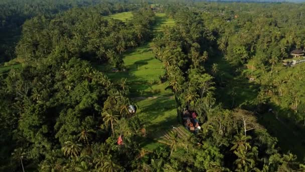 Imagens Estoque Drone Com Vista Superior Campo Arroz Centro Floresta — Vídeo de Stock