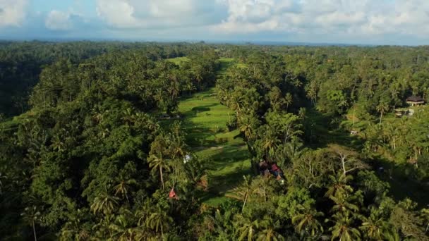Rekaman Saham Drone Dengan Pemandangan Puncak Sawah Tengah Hutan Palem — Stok Video