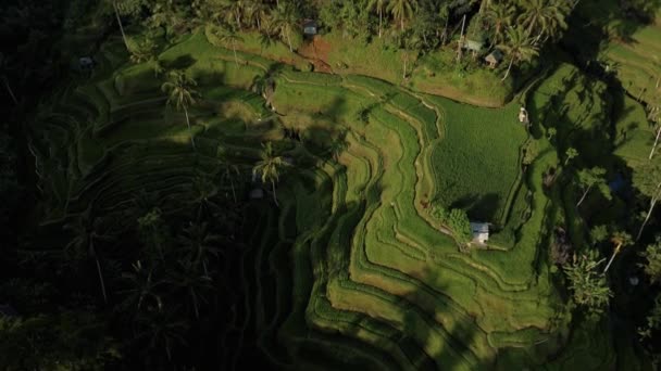 Безпілотні Кадри Видом Рисове Поле Центрі Пальмового Лісу Острові Балі — стокове відео
