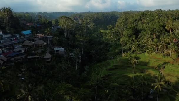 Drone Stok Görüntüsü Bali Adasındaki Bir Palmiye Ormanının Merkezindeki Pirinç — Stok video