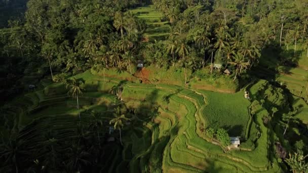 Drone Stockfilm Med Ovanifrån Risfält Ett Centrum Palmskog Bali — Stockvideo