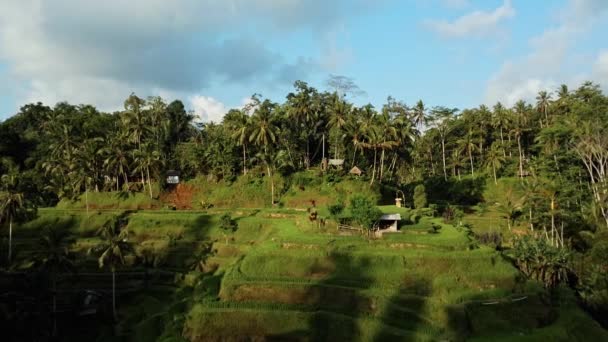 Rekaman Saham Drone Dengan Pemandangan Puncak Sawah Tengah Hutan Palem — Stok Video