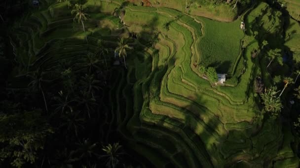 バリ島のヤシの森の中心にある田んぼの景色を一望できる4Kドローンストック映像 — ストック動画