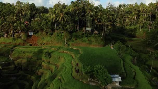 Drone Stok Görüntüsü Bali Adasındaki Bir Palmiye Ormanının Merkezindeki Pirinç — Stok video