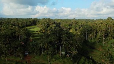 4k drone stok görüntüsü. Bali adasındaki bir palmiye ormanının merkezindeki pirinç tarlasının en üst görüntüsü.