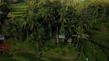 4k drone stok görüntüsü. Bali adasındaki bir palmiye ormanının merkezindeki pirinç tarlasının en üst görüntüsü.