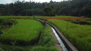 4k drone stok görüntüsü. Yeşil pirinç tarlasının en üst görüntüsü. Bali adasında bir nehir var.