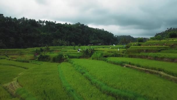 Безпілотних Кадрів Видом Зелене Рисове Поле Острові Балі Розмитим Рухом — стокове відео