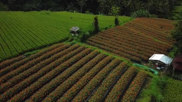 Запись Беспилотника Видом Зеленое Рисовое Поле Желтыми Цветами Острове Бали — стоковое видео