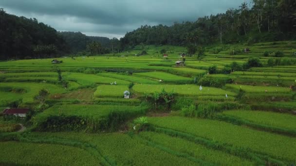 Drone Stock Záběry Horním Pohledem Zelené Rýžové Pole Ostrově Bali — Stock video
