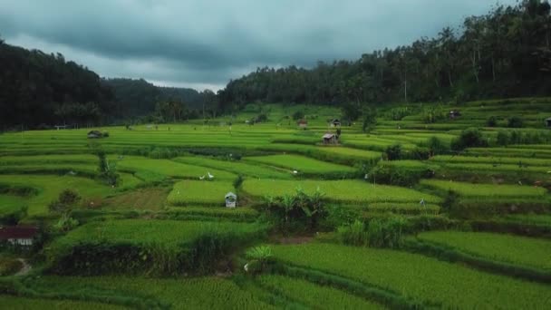 Drone Stock Footage Top View Green Rice Field Bali Island — Stock Video